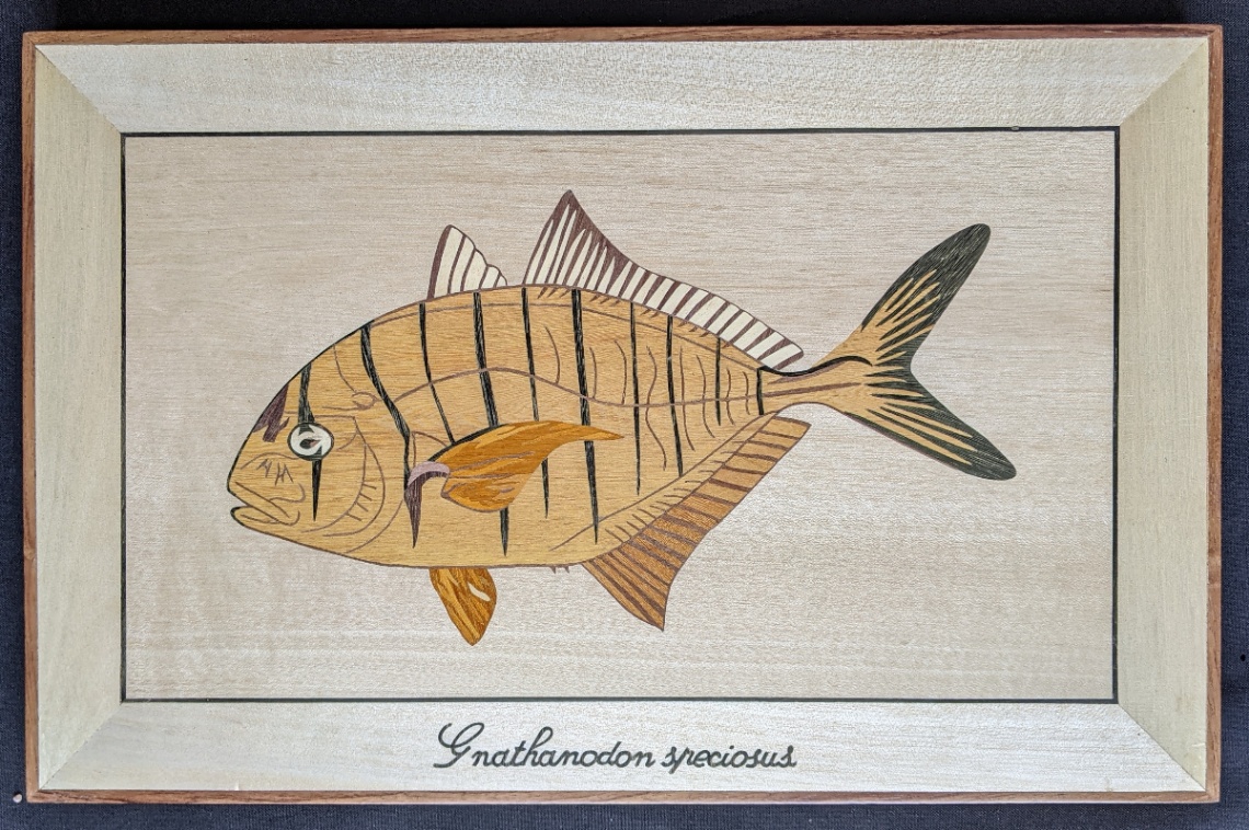 Poisson - Gnathanodon speciosus