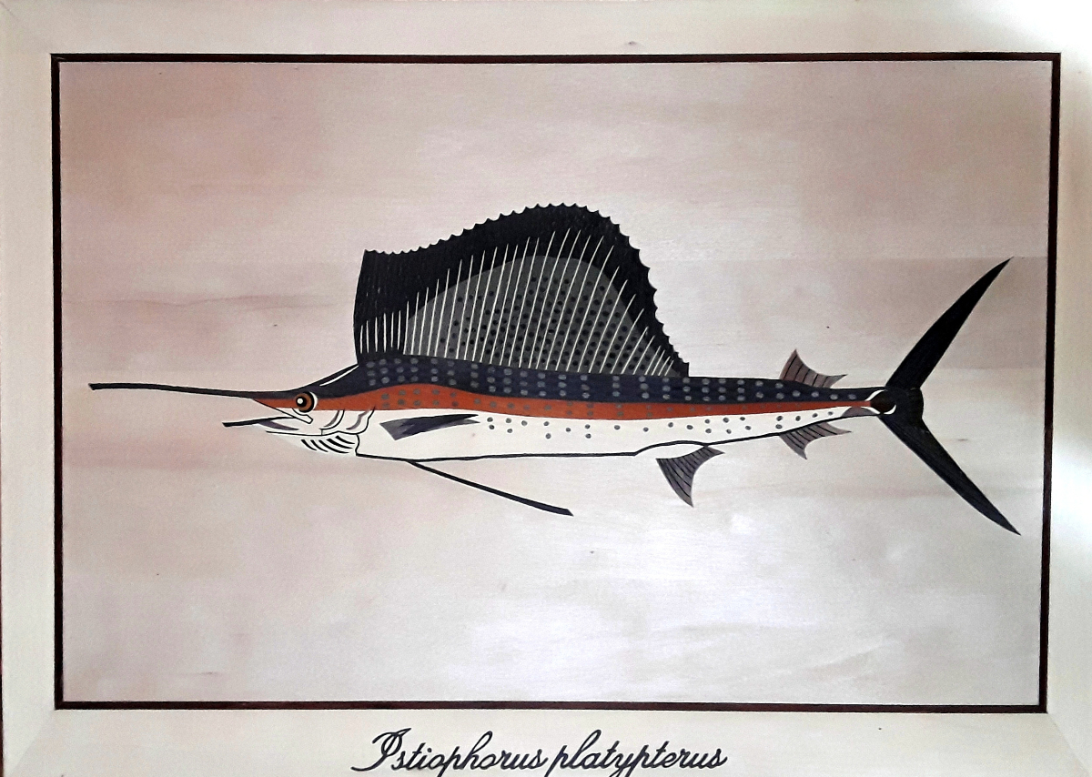 Poisson - Istiophorus platypterus